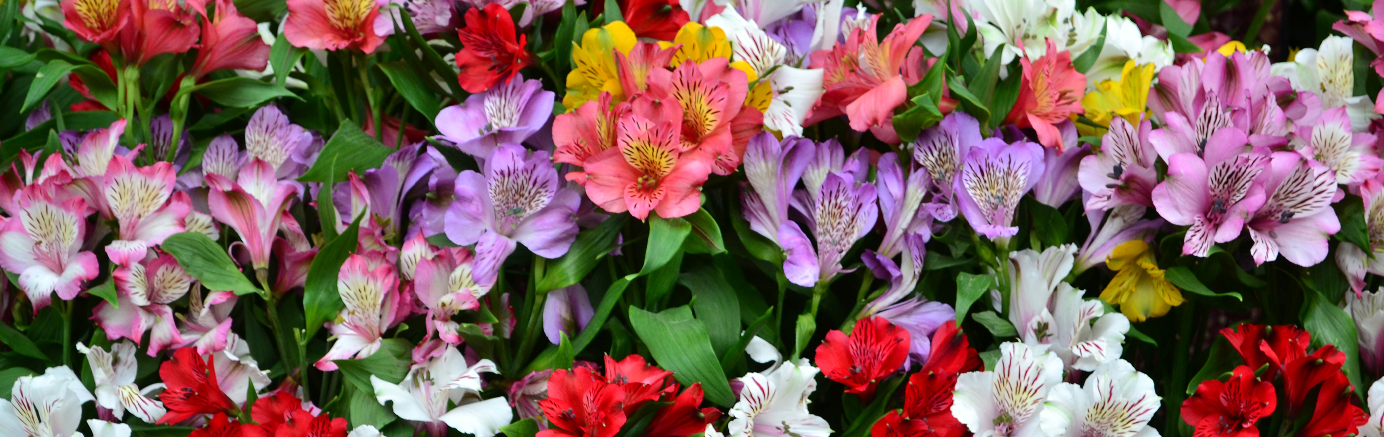 ASOCIADOS AL GRUPO G8